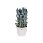 brussels diamond rond 25cm blanc